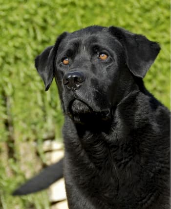black labrador