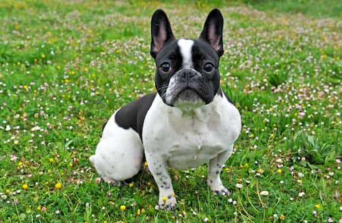 names for black and white bulldog