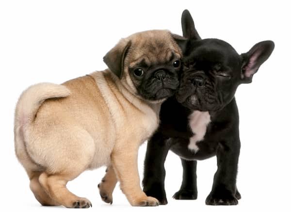 two puppies of breed bulldog