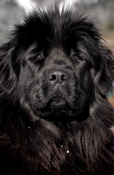 black dog with a lot of hair