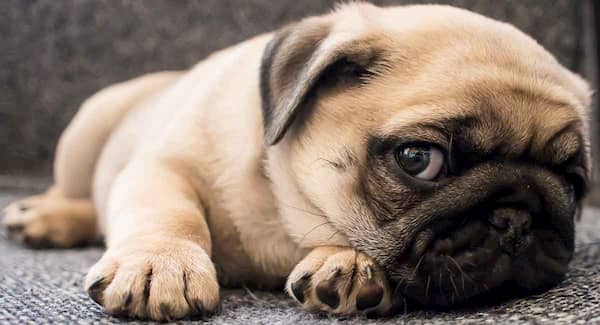 best names for pug dogs