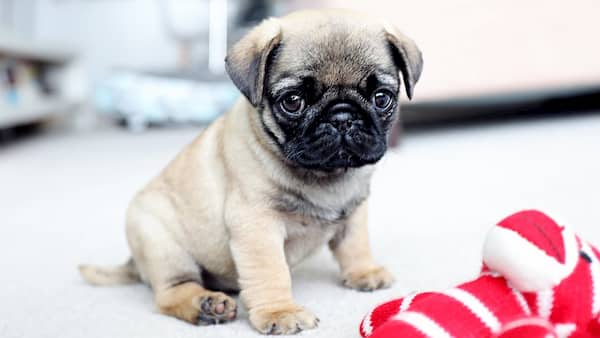 little pug puppy christmas