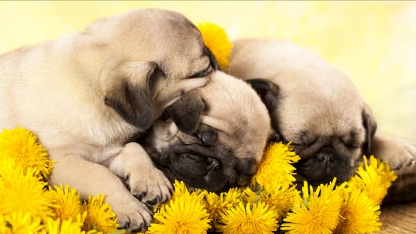 three pug puppies 