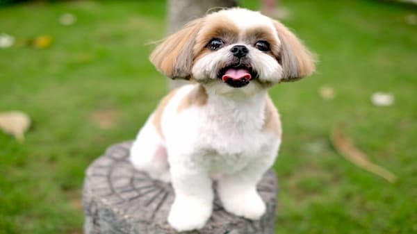 Tri-colored shih tzu female with 1 and a half years