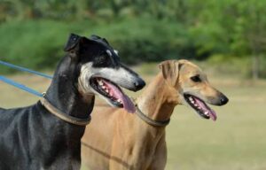 male-and-female-dog-in-india