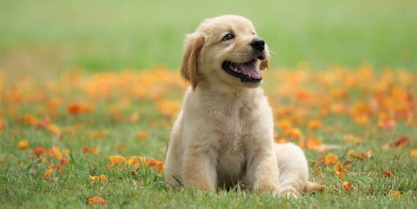 puppy-female-golden-retriever