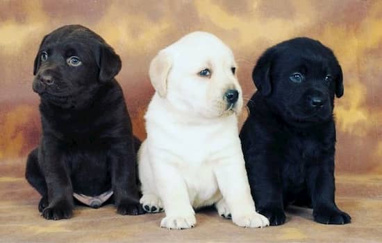 three black and white indian dogs 